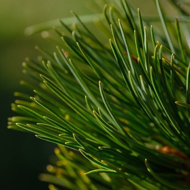 Zirbelkieferhydrolat